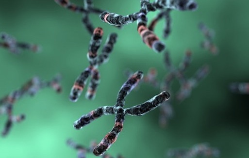 chromosomes_full 2